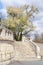 Spring in Budapest, tree in full blum by the staircase to Fishermans Bastion