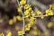 Spring budding Cornus mas is commonly known as dogwoods. Cornelian cherry or European cornel is a shrub with red fruits that is al