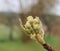 Spring budding trees, southern Bohemia