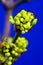 Spring buds on the bush barberry