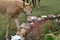 Spring Buds Colt eating flowers from flower bed