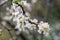 Spring buds and flowers covered in snow.