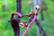 spring buds hatch in a vine plant in a vineyard