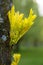 Spring Buds on Tree Trunk