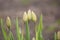 Spring buds tulip in garden