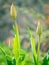 Spring buds tulip grown up in garden