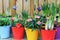 Spring Bulbs Growing In Colourful Pots