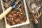 Spring bulbs of plants in the box of wooden background