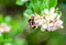 A spring bumblebee collecting pollen from blossoming apple tree.