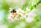 A spring bumblebee collecting pollen from blossoming apple tree.