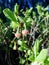 Spring bush blueberries flowers