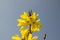 Spring bush Forsythia intermedia in bloom