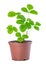 Spring bush of sapling sprout strawberry plant in plastic pot is