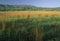 Spring, Cades Cove