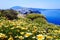 Spring caldera and flowers, Santorini, Greece