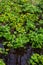 In spring, caltha palustris grows in the moist alder forest. Early spring, wetlands, flooded forest