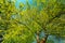 Spring Canopy Of Tree. Deciduous Forest, Summer Nature At Sunny Day. Upper Branches Of Tree With Fresh Green Foliage