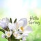 Spring card, crocus flowers bouquet. Holiday Poster Design eps 10