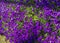 Spring carpet of purple flowers
