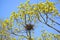 Spring. Carrion crows a nest on branches of the blossoming maple