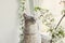 Spring cat with flowering branches. Pet kitten, beautiful cat with flowers