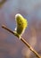 Spring catkin on tree branch