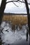Spring in a cattail marsh, Great Meadows National Wildlife Refuge.