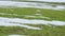 Spring cereal plants under snow. Lawn is covered with frost. Growing grain crops for bread. Selective focus.