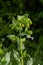 In spring, Cerinthe minor grows in the wild, field weed in the grass