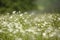 Spring chamomile field nature background.