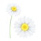 Spring chamomile flower isolated on white background. Graphic object for your design. Seasonal daisy flower. Hello spring. Vector