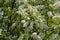 Spring cherry bird branches bloom lushly with delicate white flowers