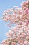 Spring cherry blossom. Blooming pink trumpet tree, light blue-sky background. Sweet pink flowers in full bloom