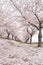 Spring cherry blossom season ,Busan, South Korea