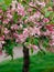 Spring Cherry Blossom Tree in full bloom, up close, with the branches and blooms coming down like an umbrella, beautiful pink