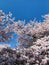 Spring Cherry Blossom under blue sky in Vancouver