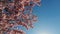 Spring cherry blossoms in full bloom, abstract video of cherry blossoms in sun