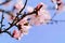 Spring Cherry blossoms, pink flowers