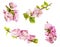 Spring Cherry flowers set, pink flowers isolated on white background