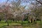 Spring, cherry park scenery