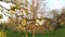 Spring cherry tree in bloom close up outdoors.