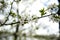 Spring cherry tree,branch blossoms