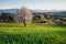 Spring cherry tree, meadows and fields landscape in Slovakia. Blossoming cherry trees. Fresh country in Hrinova