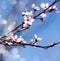 Spring cherry white flower on blue sky background.