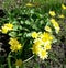 Spring Chest, Spring Buttercup, yellow wild flowers. Primroses. Honey plants.