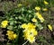 Spring Chest, Spring Buttercup, yellow wild flowers. Primroses. Honey plants.