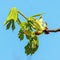 spring chestnut branch with new leaves against sky background