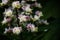 Spring chestnut flowers close up on black background