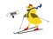 Spring chicken downhill all the way - skis, 2015.