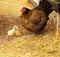 Spring chickens bantam hen with chicks